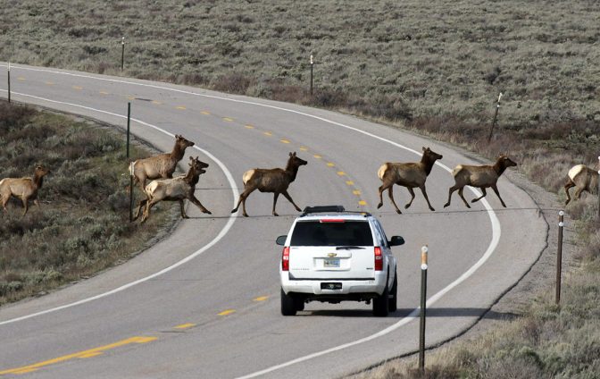 wildlife-vehicle collisions H